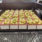 Apples in truck bed